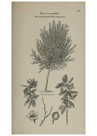 Reproducción/Reproduction 7064338975: Arboretum et fruticetum britannicum, or :. London :J.C. Loudon,1844.