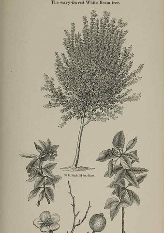 Reproducción/Reproduction 7064338975: Arboretum et fruticetum britannicum, or :. London :J.C. Loudon,1844.