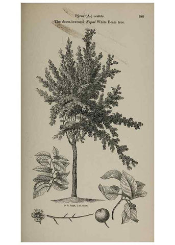 Reproducción/Reproduction 6918261558: Arboretum et fruticetum britannicum, or :. London :J.C. Loudon,1844.