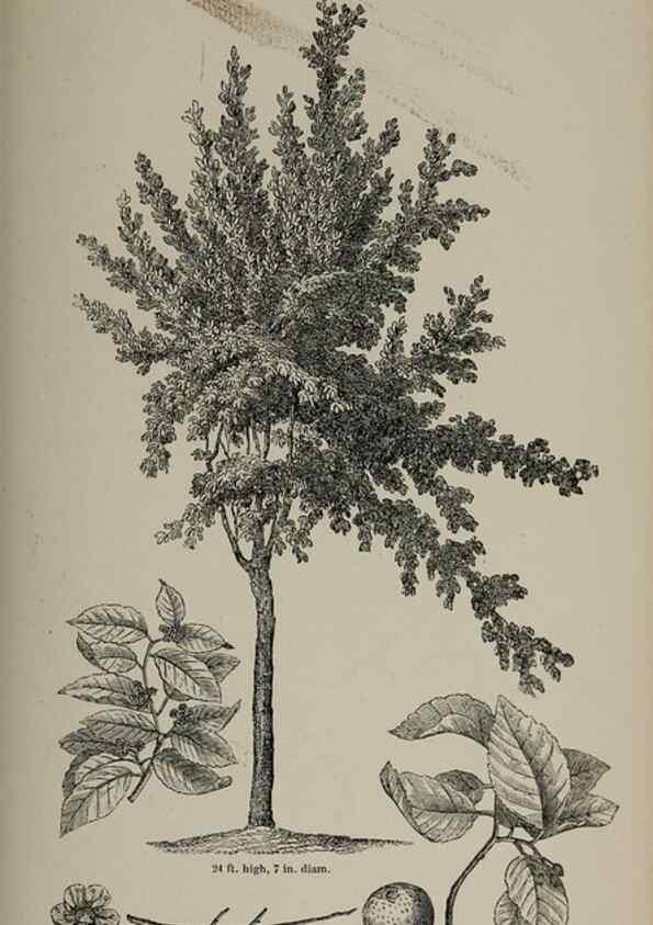 Reproducción/Reproduction 6918261558: Arboretum et fruticetum britannicum, or :. London :J.C. Loudon,1844.
