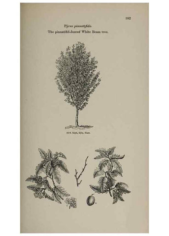 Reproducción/Reproduction 6918262778: Arboretum et fruticetum britannicum, or :. London :J.C. Loudon,1844.