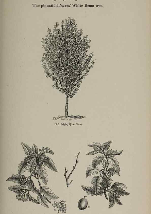 Reproducción/Reproduction 6918262778: Arboretum et fruticetum britannicum, or :. London :J.C. Loudon,1844.