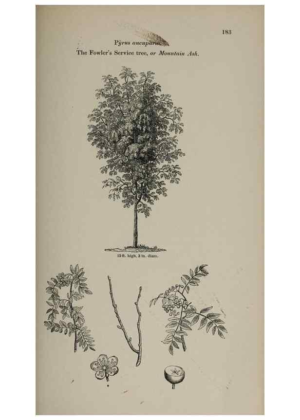 Reproducción/Reproduction 6918263262: Arboretum et fruticetum britannicum, or :. London :J.C. Loudon,1844.