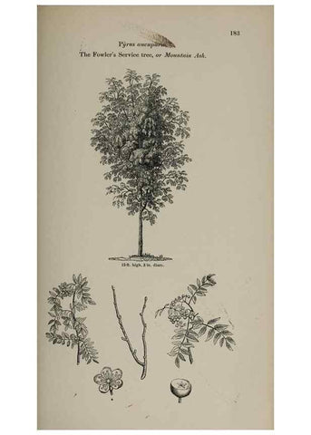 Reproducción/Reproduction 6918263262: Arboretum et fruticetum britannicum, or :. London :J.C. Loudon,1844.