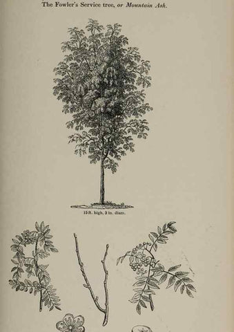 Reproducción/Reproduction 6918263262: Arboretum et fruticetum britannicum, or :. London :J.C. Loudon,1844.