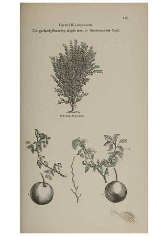 Reproducción/Reproduction 6918259444: Arboretum et fruticetum britannicum, or :. London :J.C. Loudon,1844.