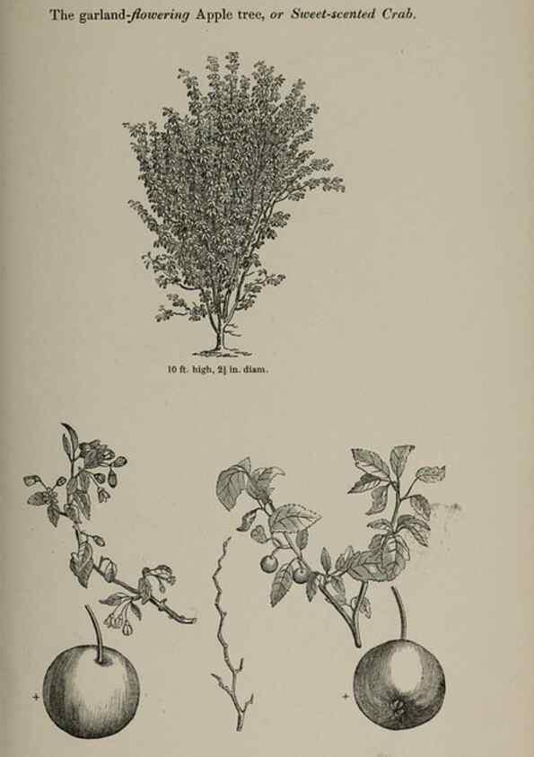 Reproducción/Reproduction 6918259444: Arboretum et fruticetum britannicum, or :. London :J.C. Loudon,1844.