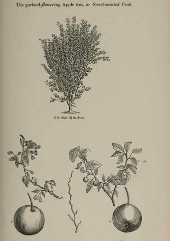 Reproducción/Reproduction 6918259444: Arboretum et fruticetum britannicum, or :. London :J.C. Loudon,1844.