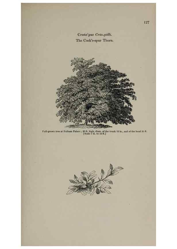 Reproducción/Reproduction 6918232320: Arboretum et fruticetum britannicum, or :. London :J.C. Loudon,1844.