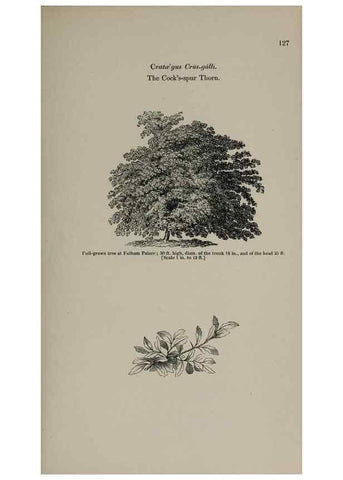 Reproducción/Reproduction 6918232320: Arboretum et fruticetum britannicum, or :. London :J.C. Loudon,1844.