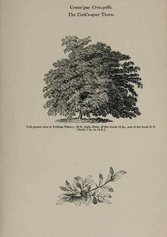 Reproducción/Reproduction 6918232320: Arboretum et fruticetum britannicum, or :. London :J.C. Loudon,1844.