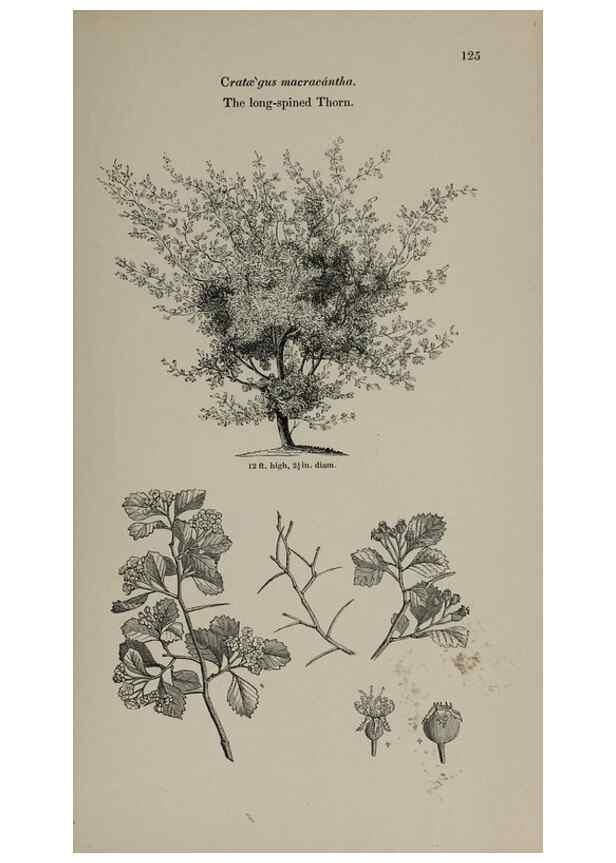 Reproducción/Reproduction 6918231340: Arboretum et fruticetum britannicum, or :. London :J.C. Loudon,1844.