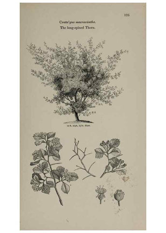 Reproducción/Reproduction 6918231340: Arboretum et fruticetum britannicum, or :. London :J.C. Loudon,1844.
