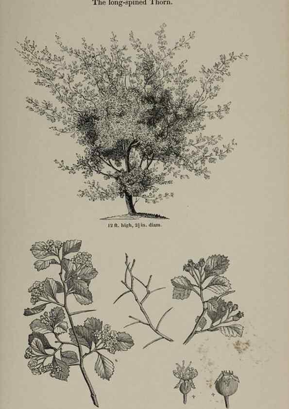 Reproducción/Reproduction 6918231340: Arboretum et fruticetum britannicum, or :. London :J.C. Loudon,1844.