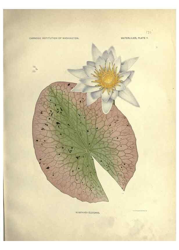 Reproducción/Reproduction 7060871397: The waterlilies:. [Washington]Published by the Carnegie Institution of Washington1905