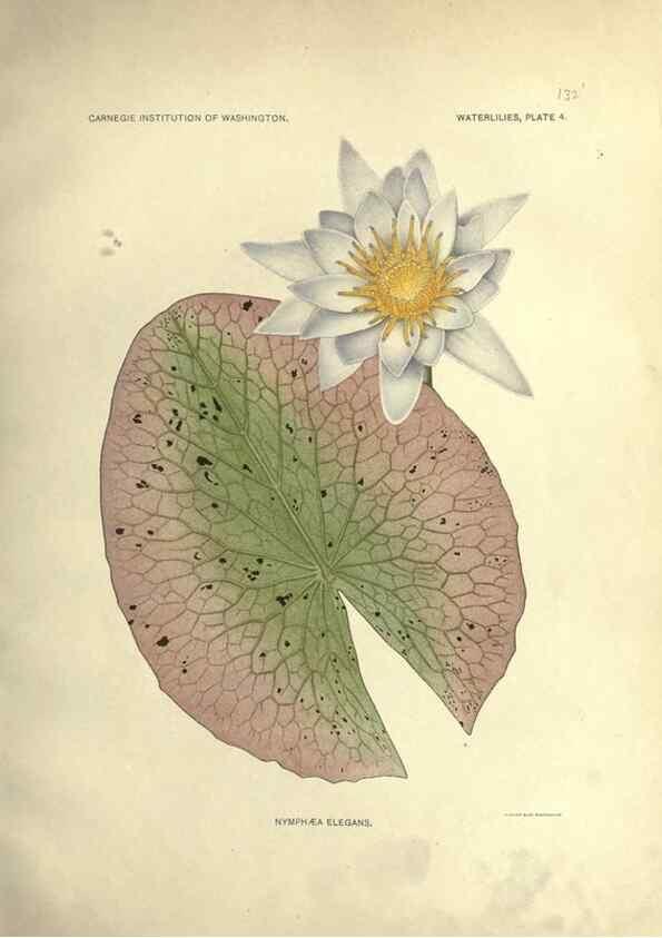 Reproducción/Reproduction 7060871397: The waterlilies:. [Washington]Published by the Carnegie Institution of Washington1905