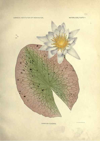Reproducción/Reproduction 7060871397: The waterlilies:. [Washington]Published by the Carnegie Institution of Washington1905
