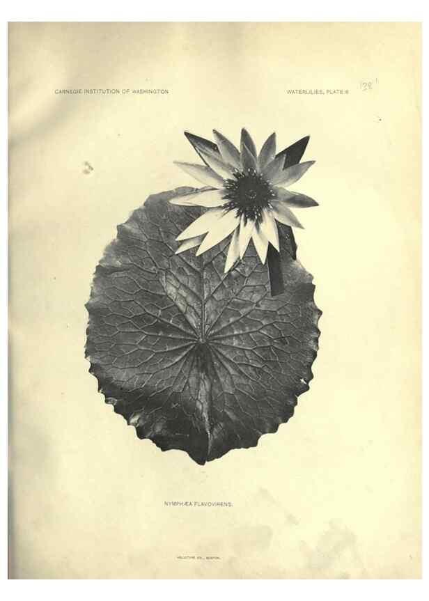 Reproducción/Reproduction 7060872775: The waterlilies:. [Washington]Published by the Carnegie Institution of Washington1905