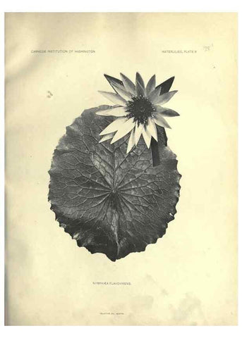 Reproducción/Reproduction 7060872775: The waterlilies:. [Washington]Published by the Carnegie Institution of Washington1905