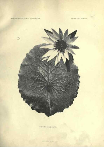 Reproducción/Reproduction 7060872775: The waterlilies:. [Washington]Published by the Carnegie Institution of Washington1905