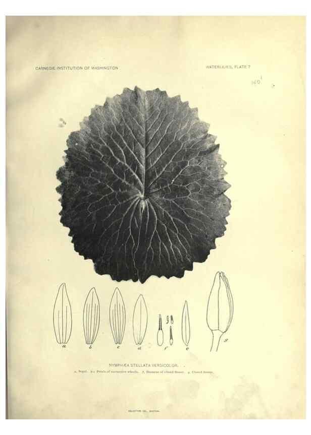 Reproducción/Reproduction 6914791714: The waterlilies:. [Washington]Published by the Carnegie Institution of Washington1905