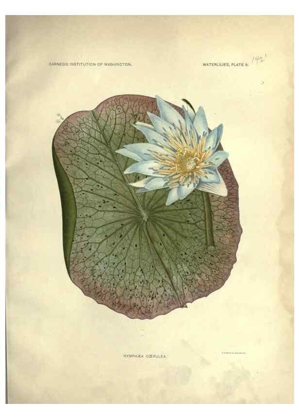 Reproducción/Reproduction 7060873955: The waterlilies:. [Washington]Published by the Carnegie Institution of Washington1905