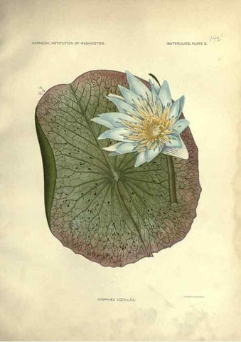 Reproducción/Reproduction 7060873955: The waterlilies:. [Washington]Published by the Carnegie Institution of Washington1905