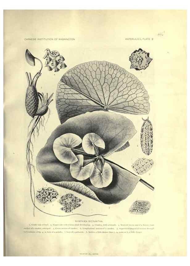 Reproducción/Reproduction 6914792936: The waterlilies:. [Washington]Published by the Carnegie Institution of Washington1905