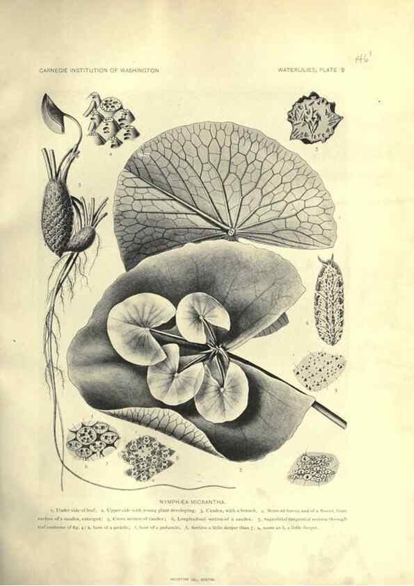 Reproducción/Reproduction 6914792936: The waterlilies:. [Washington]Published by the Carnegie Institution of Washington1905