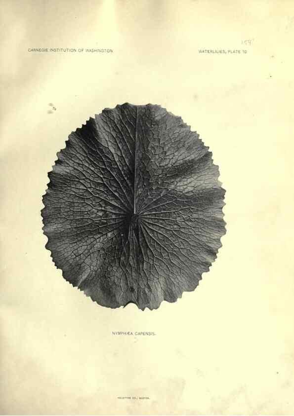 Reproducción/Reproduction 7060875025: The waterlilies:. [Washington]Published by the Carnegie Institution of Washington1905