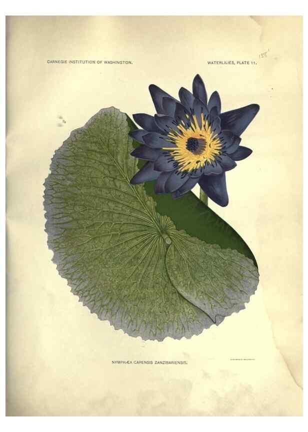 Reproducción/Reproduction 6914793854: The waterlilies:. [Washington]Published by the Carnegie Institution of Washington1905