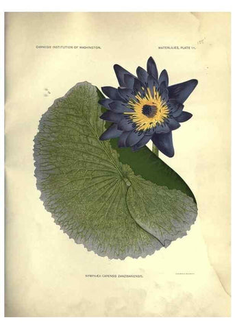 Reproducción/Reproduction 6914793854: The waterlilies:. [Washington]Published by the Carnegie Institution of Washington1905