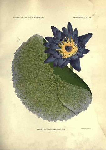 Reproducción/Reproduction 6914793854: The waterlilies:. [Washington]Published by the Carnegie Institution of Washington1905