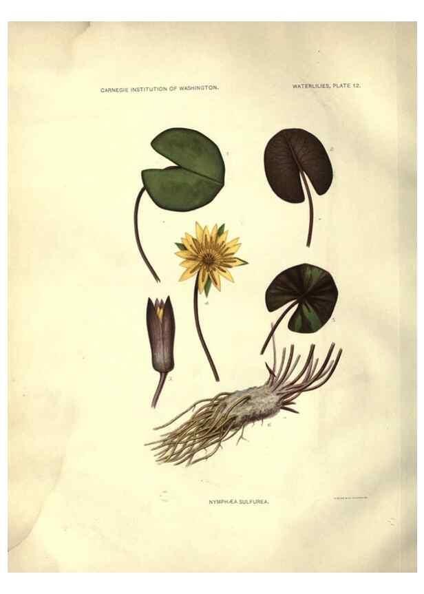 Reproducción/Reproduction 6914794312: The waterlilies:. [Washington]Published by the Carnegie Institution of Washington1905