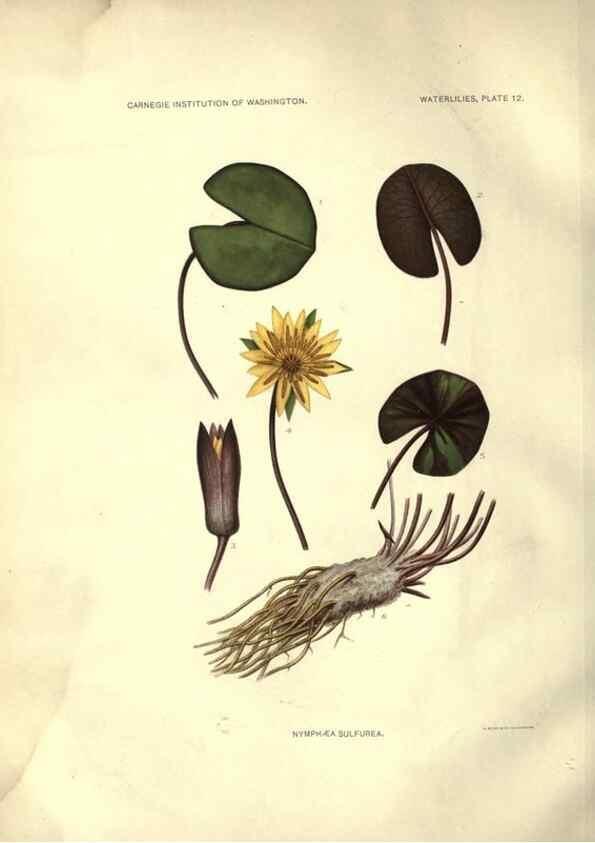 Reproducción/Reproduction 6914794312: The waterlilies:. [Washington]Published by the Carnegie Institution of Washington1905