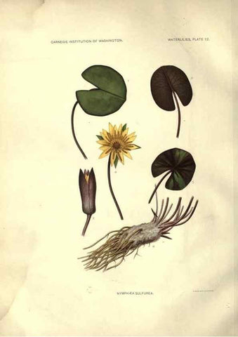Reproducción/Reproduction 6914794312: The waterlilies:. [Washington]Published by the Carnegie Institution of Washington1905