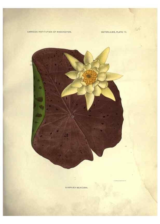 Reproducción/Reproduction 7060876289: The waterlilies:. [Washington]Published by the Carnegie Institution of Washington1905