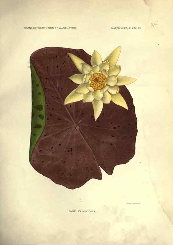 Reproducción/Reproduction 7060876289: The waterlilies:. [Washington]Published by the Carnegie Institution of Washington1905