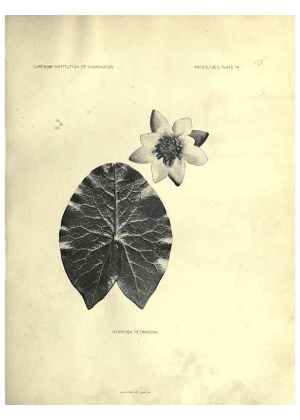 Reproducción/Reproduction 7060876843: The waterlilies:. [Washington]Published by the Carnegie Institution of Washington1905