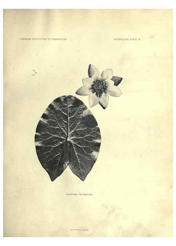 Reproducción/Reproduction 7060876843: The waterlilies:. [Washington]Published by the Carnegie Institution of Washington1905