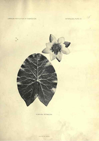 Reproducción/Reproduction 7060876843: The waterlilies:. [Washington]Published by the Carnegie Institution of Washington1905