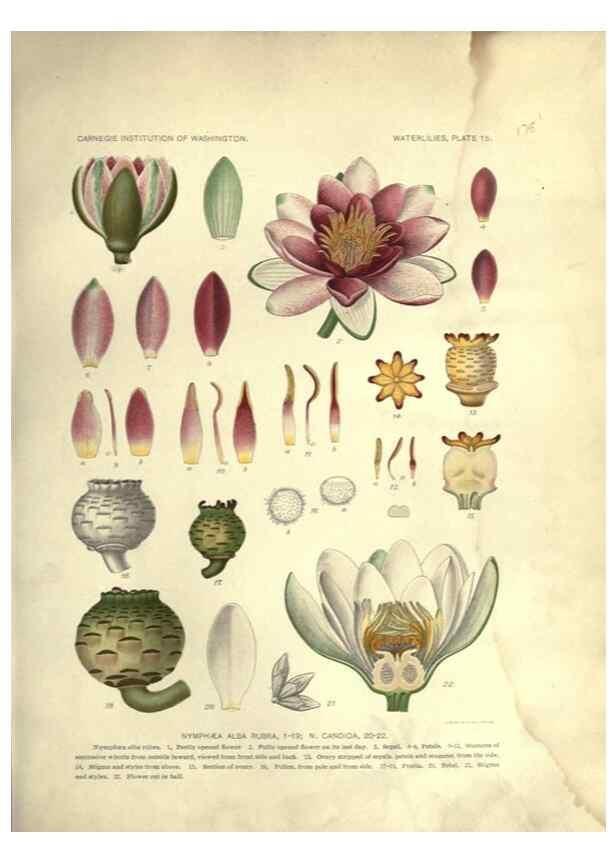 Reproducción/Reproduction 7060877621: The waterlilies:. [Washington]Published by the Carnegie Institution of Washington1905