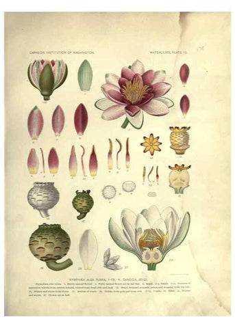 Reproducción/Reproduction 7060877621: The waterlilies:. [Washington]Published by the Carnegie Institution of Washington1905