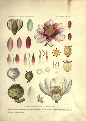 Reproducción/Reproduction 7060877621: The waterlilies:. [Washington]Published by the Carnegie Institution of Washington1905