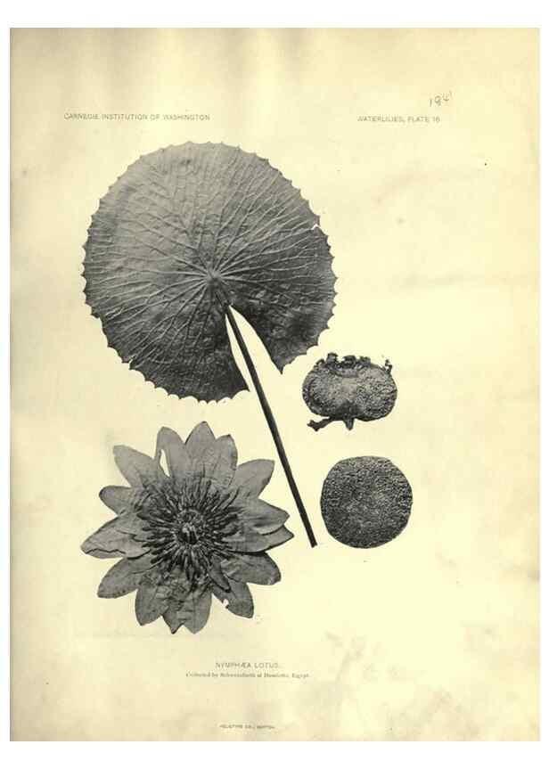 Reproducción/Reproduction 6914796488: The waterlilies:. [Washington]Published by the Carnegie Institution of Washington1905