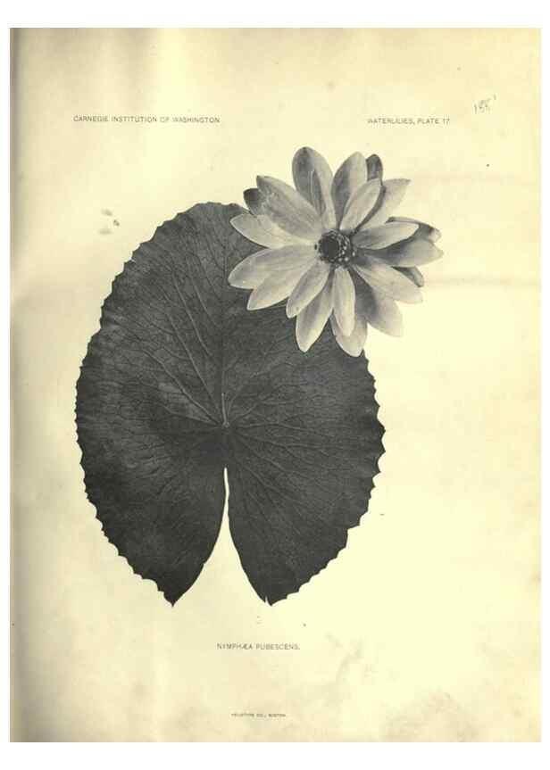 Reproducción/Reproduction 7060878833: The waterlilies:. [Washington]Published by the Carnegie Institution of Washington1905