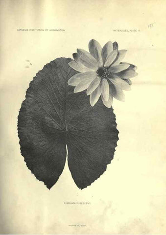 Reproducción/Reproduction 7060878833: The waterlilies:. [Washington]Published by the Carnegie Institution of Washington1905