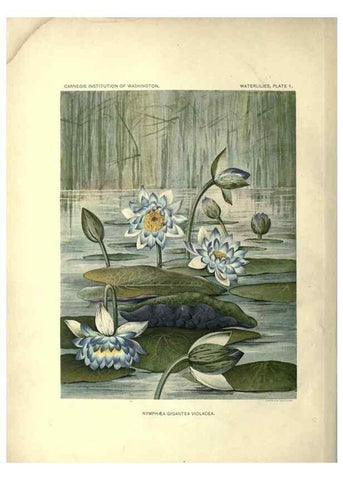 Reproducción/Reproduction 7060869311: The waterlilies:. [Washington]Published by the Carnegie Institution of Washington1905