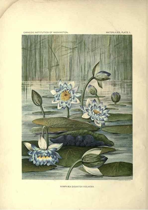 Reproducción/Reproduction 7060869311: The waterlilies:. [Washington]Published by the Carnegie Institution of Washington1905