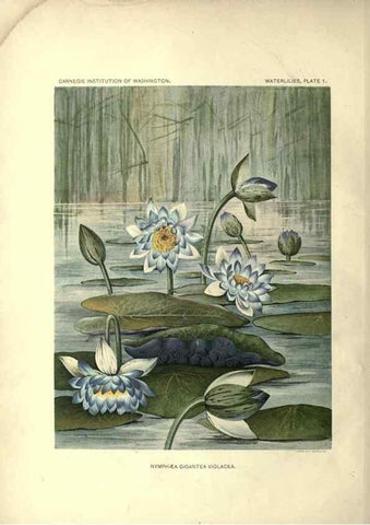 Reproducción/Reproduction 7060869311: The waterlilies:. [Washington]Published by the Carnegie Institution of Washington1905